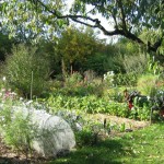 potager vue d'ensemble