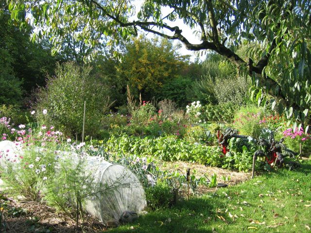 potager vue d'ensemble