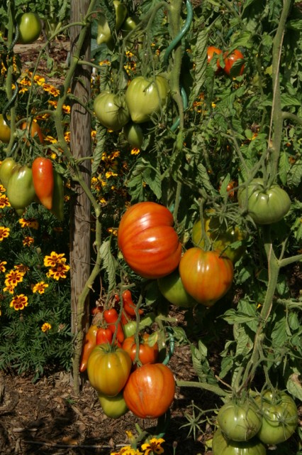 Tomates Coeur de boeuf et Cornue des Andes