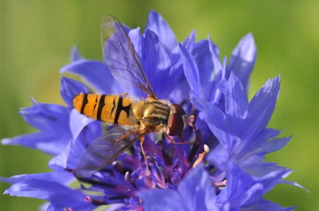 Les auxiliaires comme ce syrphe sur une fleur de bleuet restent au jardin car nous leur offrons tout ce dont ils ont besoin tout au long de leur vie.