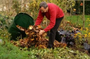 apport de paillis de feuilles mortes sur des haricots coupés en fin de récolte et laissés sur place