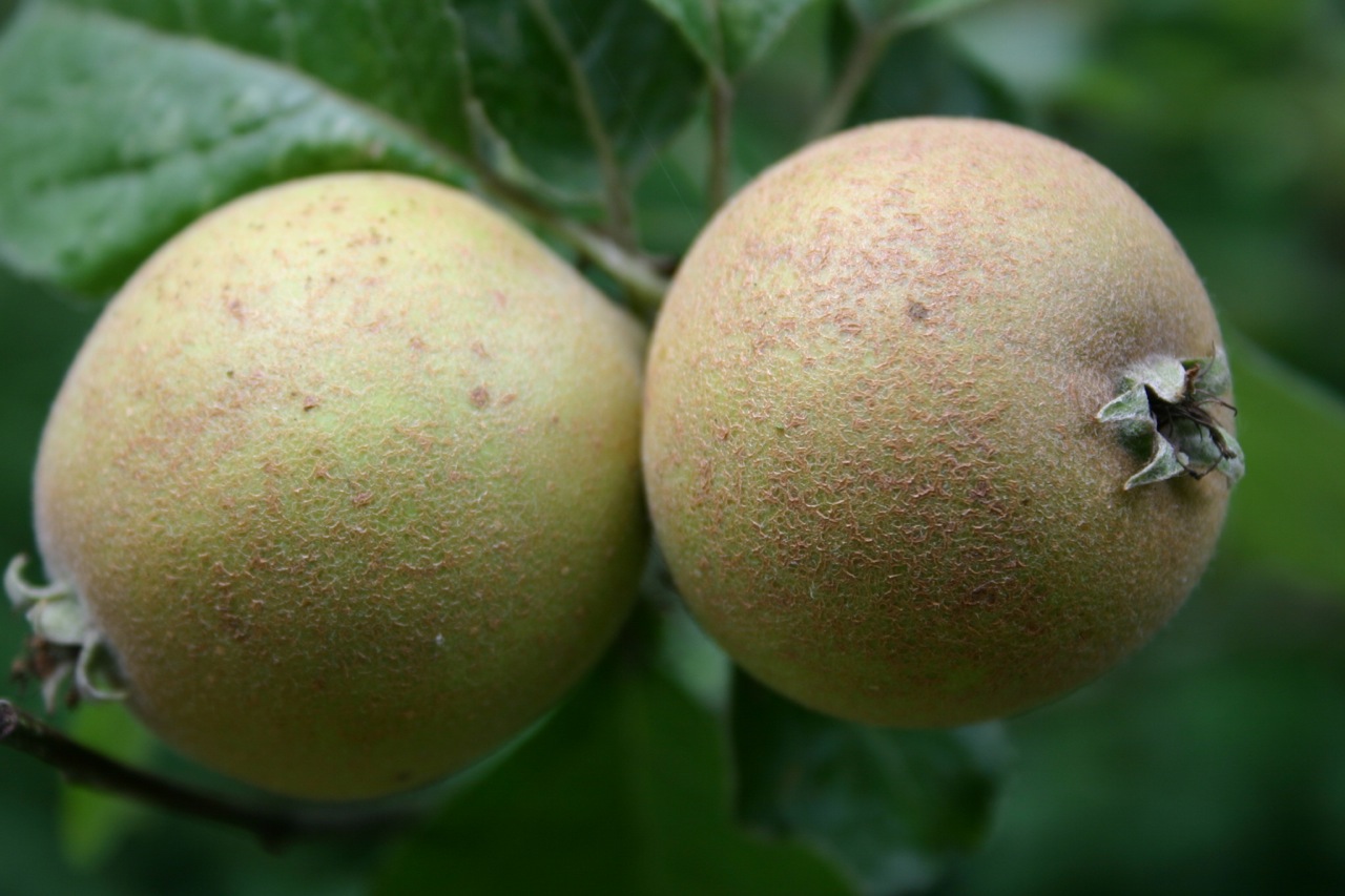 pomme patte de loup 