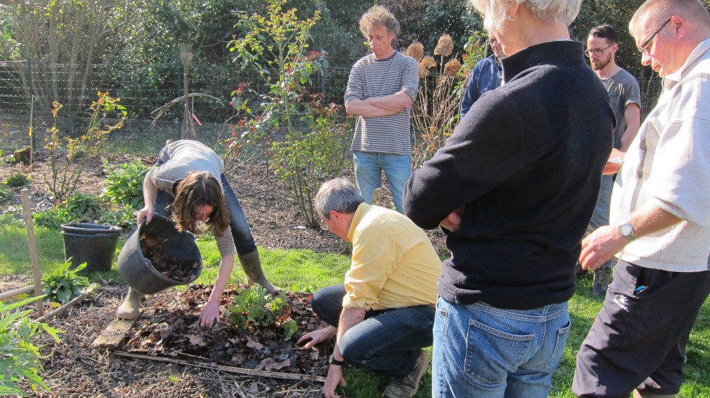 Démonstration d'apport de compost et de paillage des rhubarbes pour nourrir la fertilité du sol