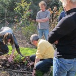 Démonstration d'apport de compost et de paillage des rhubarbes pour nourrir la fertilité du sol