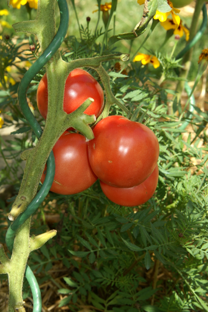 Tomate Rose de Berne, excellente et assez résistante au mildiou
