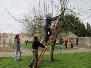 taille des pommiers, exercices pratiques