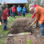 apport de compost en surface aux emplacements de futures tomates