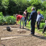 apport de compost avant plantation des courgettes exigeantes
