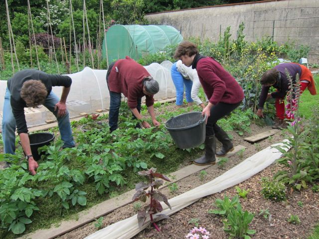 le jardin bio en fin de printemps: buttage des pommes de terre / paillage (tontes de pelouse)